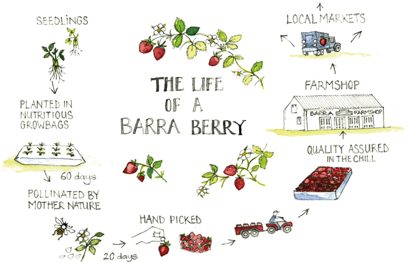 Redhouse Farms Jobs Angus Growers