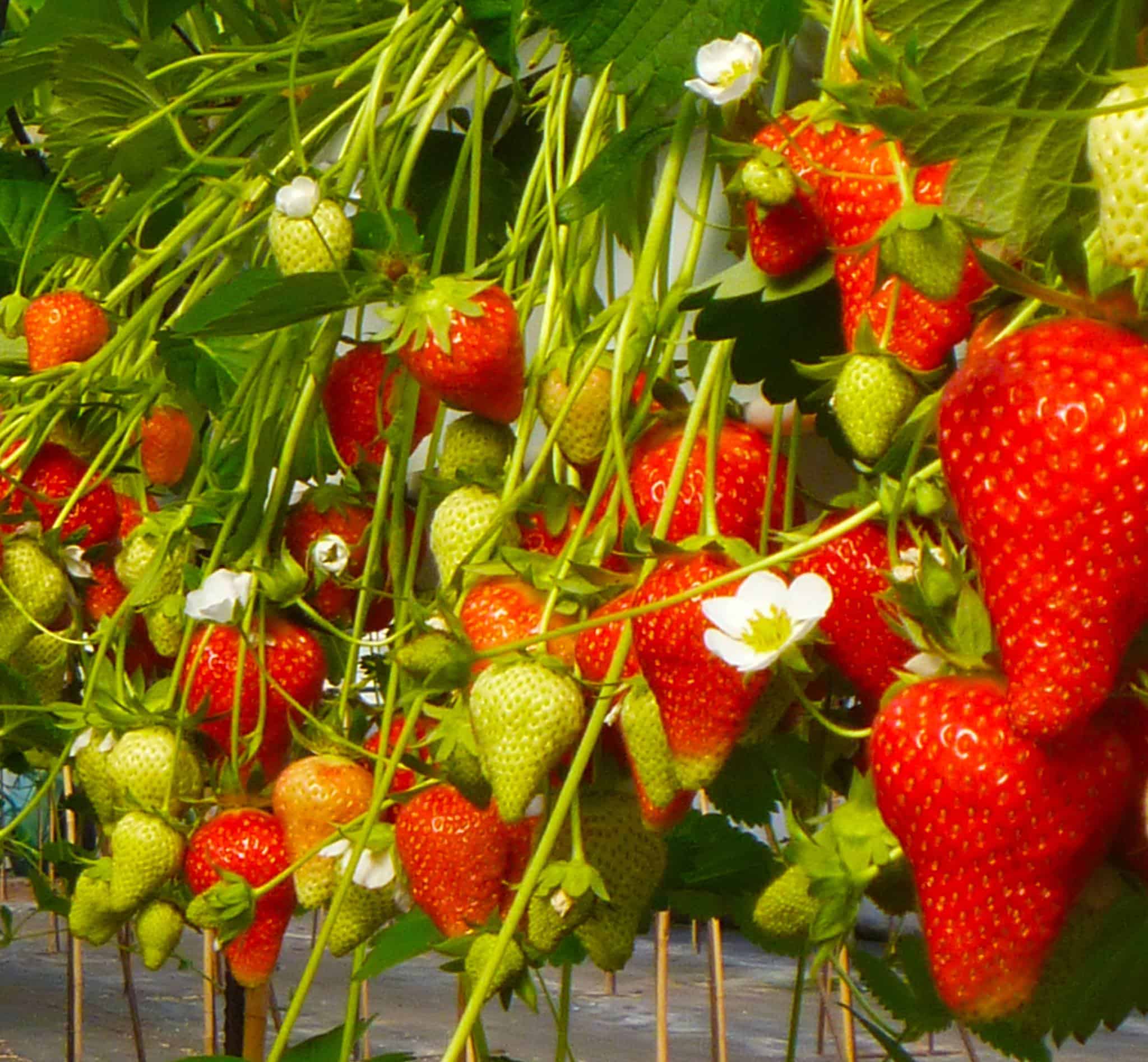 Oaklands Fruit Farm Jobs Angus Growers